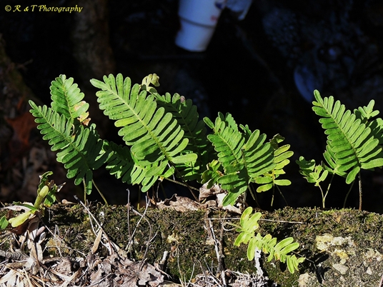 {Pleopeltis michauxiana}